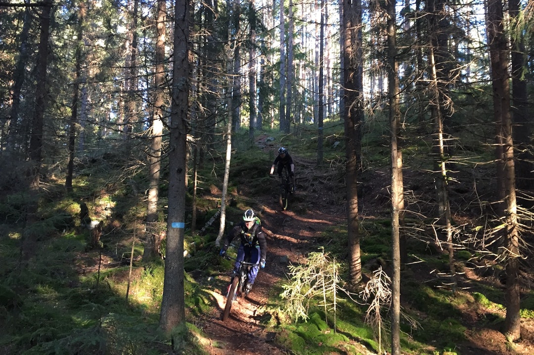 Selv om NOTS Follo hadde 43 syklister på fellestur, var det lite spor etter dem i skogen. Foto: Trond Dyrnes NOTS Follo fellestur Oct 29-17 trails - Trond Dyrnes 1400x933
