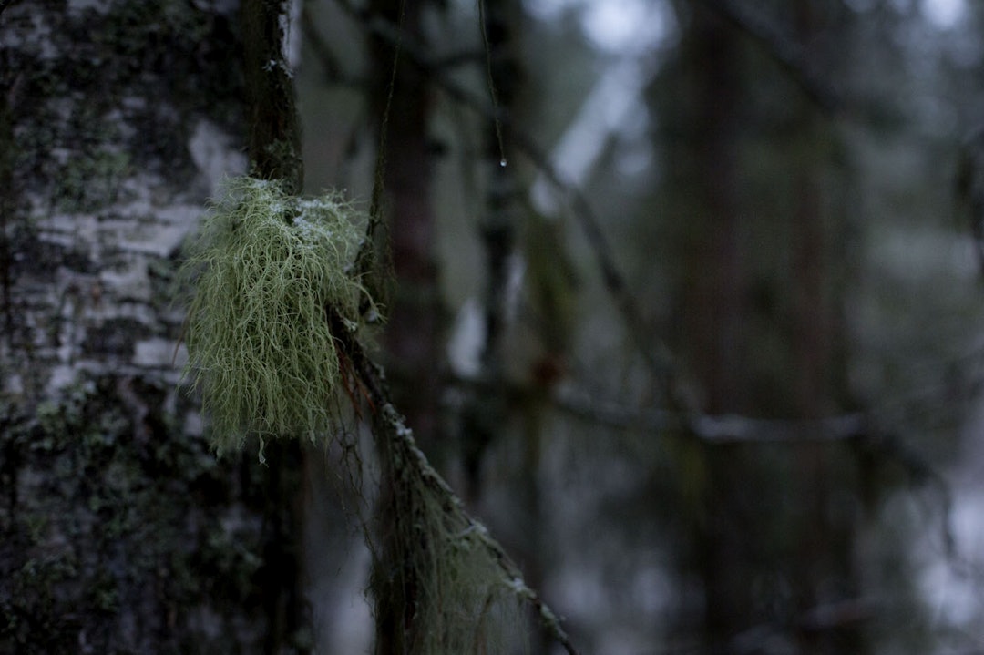 DEN KALDE TIDA: De fleste steder i landet har nå nattefrosten ankommet. (foto: Kristoffer H. Kippernes) _IPP6039