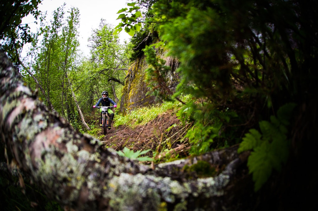 DEKNING: Noen av stedene var det greit å rigge seg til bak noen solide bjørkelegger. (foto: Snorre Veggan) hillbilly-0495a
