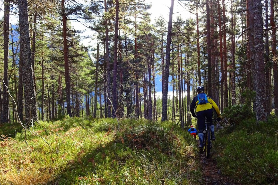 Flyt og furustier. Foto: Tommy Aslaksen Flyt og furuskog - Foto Tommy Aslaksen 1200x800