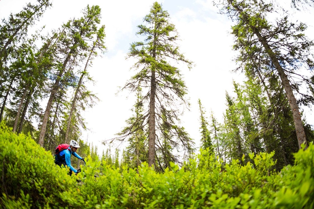 LYNG: Der det ikke var myr fantes det masse lyng. (foto: Snorre Veggan) utflukt2016-7456a