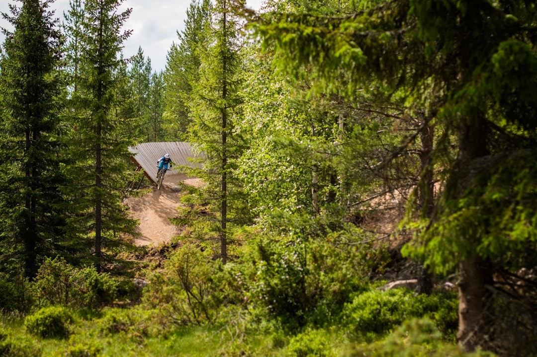 TILPASSET: Stiene i Gullia er godt tilpasset terrenget og skogen. (foto: Snorre Veggan) utflukt2016-8052a