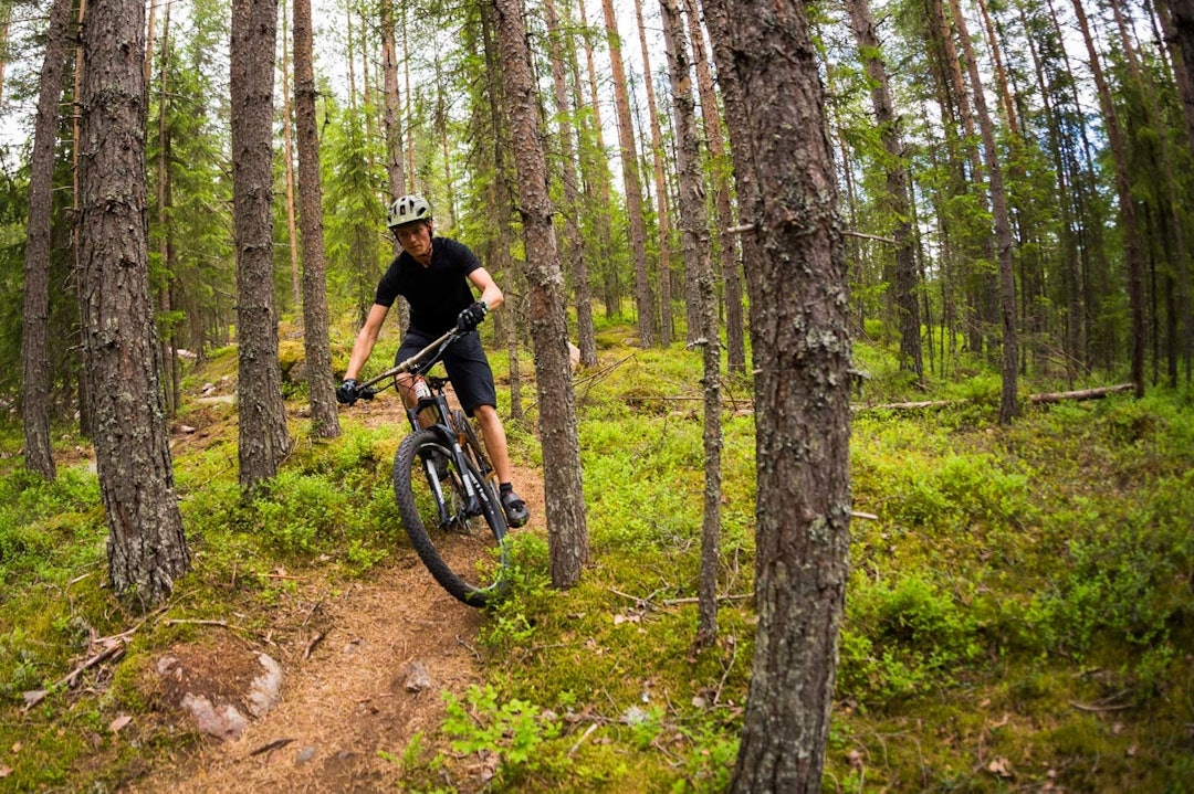 SKOGSTIER: Det er fort å la seg lure til å tro at Trysil bare har bygde stier. Størsteparten av stiene er imidlertid vanlige skog- og fjellstier. Her setter Stian Wold fart mellom furuleggene. (foto: Snorre Veggan) utflukt2016-6916a