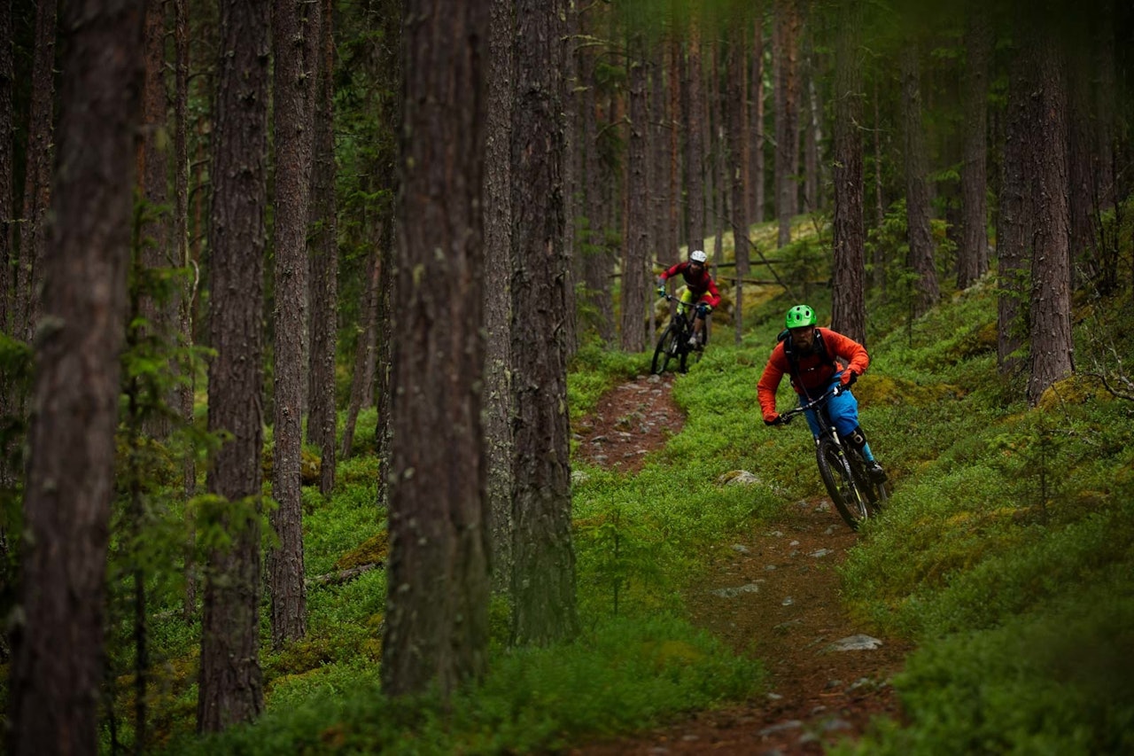 Stien fra Åsgardane ned til Gol sentrum har fått navnet Supergeil. Bjørn Jarle Kvande og Mathias Marley nyter den lange og morsomme utforkjøringen. / Stisykling i Norge. Stien fra Åsgardane ned til Gol sentrum har fått navnet Supergeil. Bjørn Jarle Kvande og Mathias Marley nyter den lange og morsomme utforkjøringen. / Stisykling i Norge.