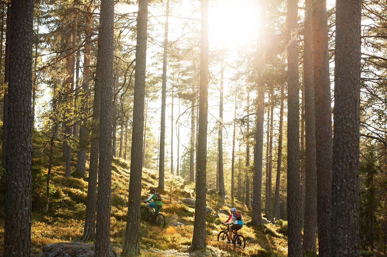 Bare noen få hundre meter i luftlinje fra RV3 kan du sykle fine skogsstier i Grundsetmarka. / Stisykling i Norge.
