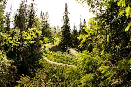 Flere av stiene i området over alpinanlegget går langs gamle vannføringskanaler fra gruvedriften. Sykle for all del ved siden av, ikke oppå disse gamle trekonstruksjonene! / Stisykling i Norge. Flere av stiene i området over alpinanlegget går langs gamle vannføringskanaler fra gruvedriften. Sykle for all del ved siden av, ikke oppå disse gamle trekonstruksjonene! / Stisykling i Norge.
