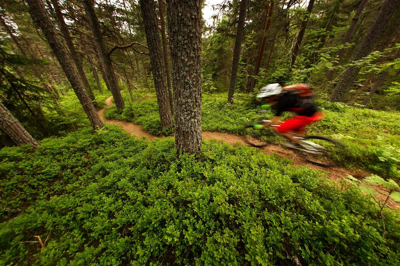 Turen innover mot Speiderroa byr på flytpartier av de sjeldne, og egner seg godt for de som vil bli bedre kjent med stisykling. / Stisykling i Norge. Turen innover mot Speiderroa byr på flytpartier av de sjeldne, og egner seg godt for de som vil bli bedre kjent med stisykling. / Stisykling i Norge.