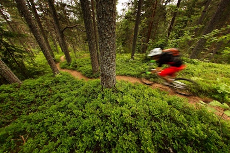 Turen innover mot Speiderroa byr på flytpartier av de sjeldne, og egner seg godt for de som vil bli bedre kjent med stisykling. / Stisykling i Norge. Turen innover mot Speiderroa byr på flytpartier av de sjeldne, og egner seg godt for de som vil bli bedre kjent med stisykling. / Stisykling i Norge.
