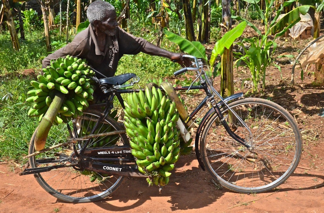 Banana transport Photo Carmen Freeman-Rey 1400x924