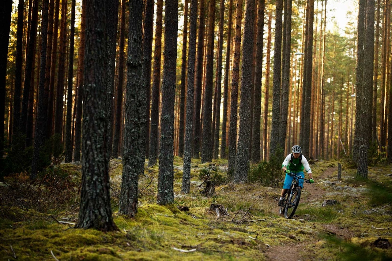 Odd Erik Farstad har vært bidratt til å merke og definere «Kompisrunden», en liten sløyfe som går i området Løvbergesmoen utenfor Elverum sentrum. / Stisykling i Norge. Odd Erik Farstad har vært bidratt til å merke og definere «Kompisrunden», en liten sløyfe som går i området Løvbergesmoen utenfor Elverum sentrum. / Stisykling i Norge.