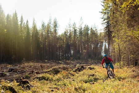 Jon André Haugen sykler over noe så uvanlig som hogstfelt i skogene ved Heradsbygda. / Stisykling i Norge.