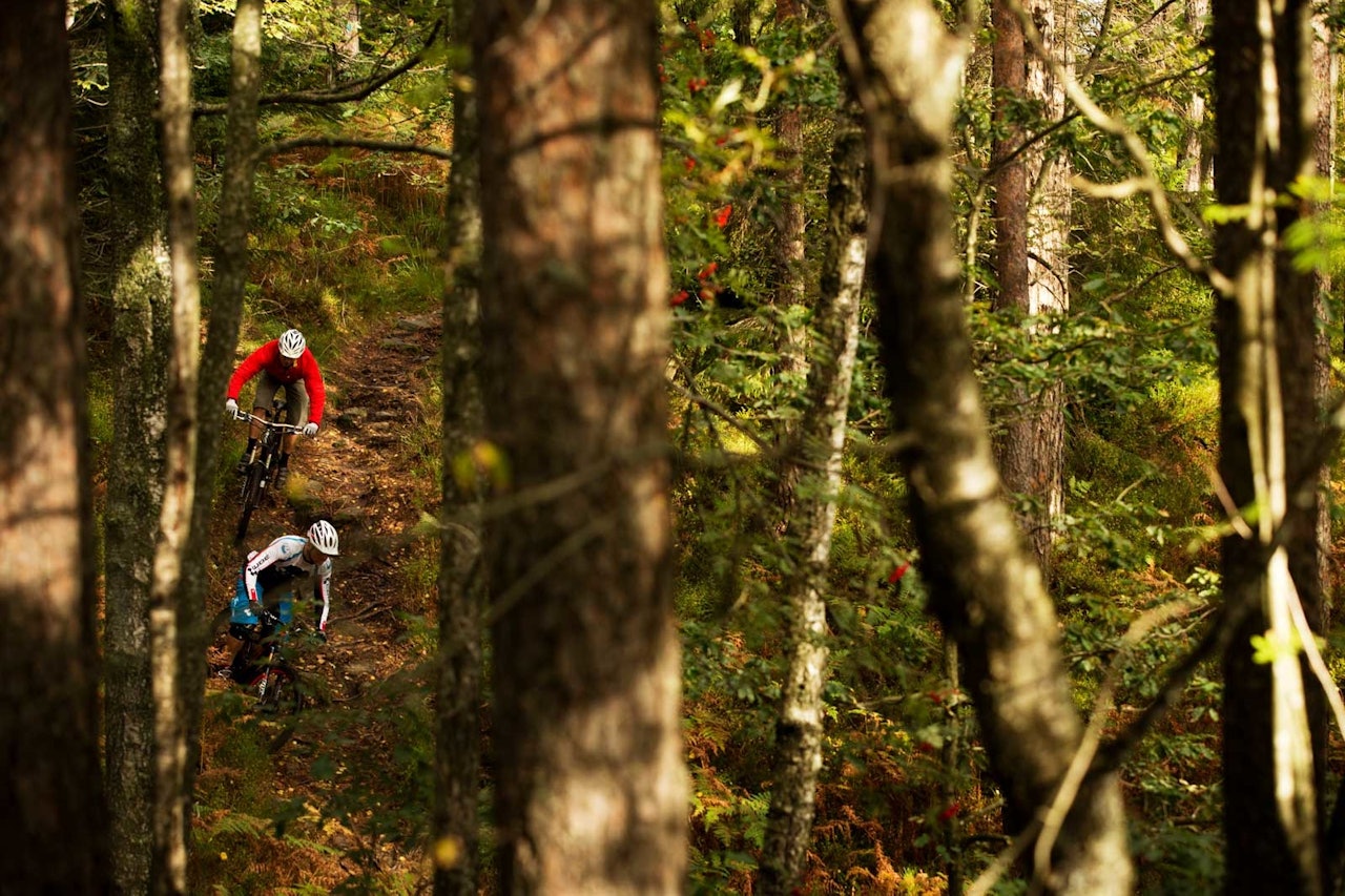 I den tette skogen i Kjerrane finnes mange stiperler. Øyvind Østvedt og Nick Leach leter blant trærne. / Stisykling i Norge. I den tette skogen i Kjerrane finnes mange stiperler. Øyvind Østvedt og Nick Leach leter blant trærne. / Stisykling i Norge.