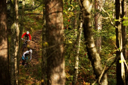 I den tette skogen i Kjerrane finnes mange stiperler. Øyvind Østvedt og Nick Leach leter blant trærne. / Stisykling i Norge. I den tette skogen i Kjerrane finnes mange stiperler. Øyvind Østvedt og Nick Leach leter blant trærne. / Stisykling i Norge.