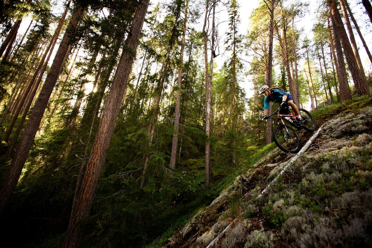 Bård Sturla Stokke slipper seg ned furuskogen mot Torpo, mens Ådne Kvammen ser på bak trærne. / Stisykling i Norge. Bård Sturla Stokke slipper seg ned furuskogen mot Torpo, mens Ådne Kvammen ser på bak trærne. / Stisykling i Norge.