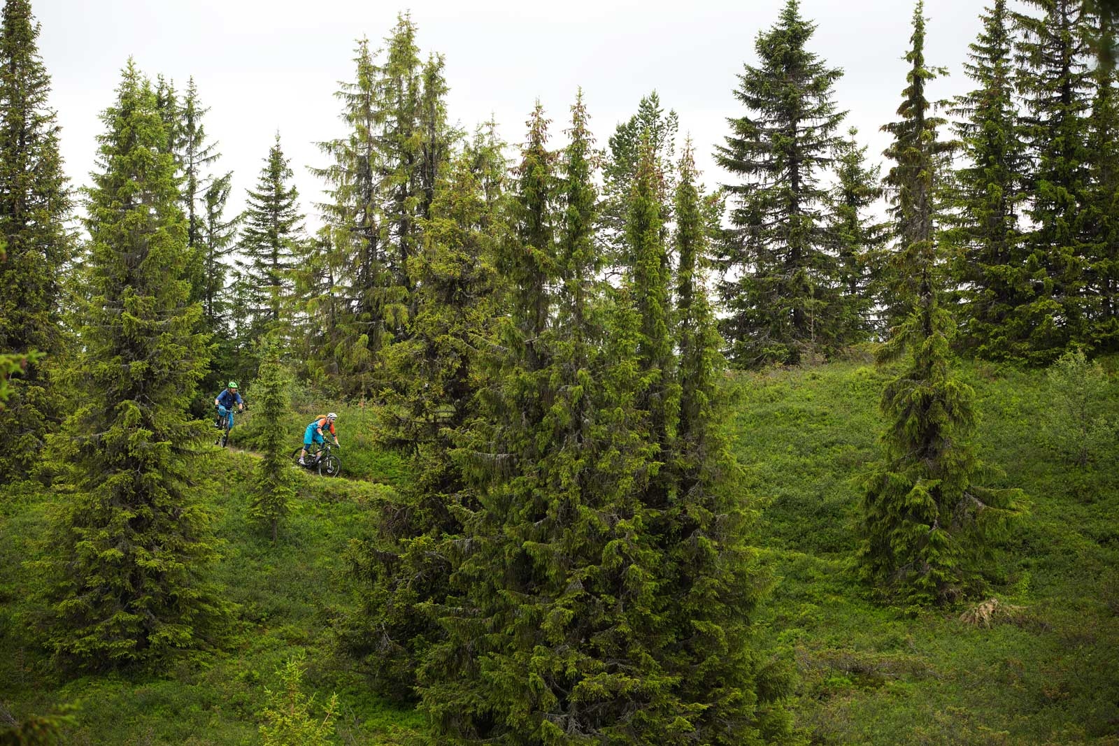 Mathias Marley og Bjørn Jarle Kvande mellom trærne på Skaraåsen. / Stisykling i Norge.