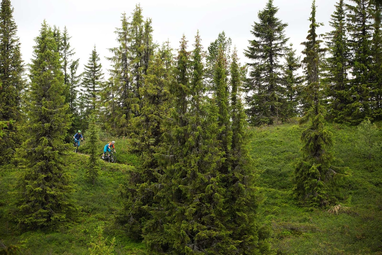 Mathias Marley og Bjørn Jarle Kvande mellom trærne på Skaraåsen. / Stisykling i Norge. Mathias Marley og Bjørn Jarle Kvande mellom trærne på Skaraåsen. / Stisykling i Norge.
