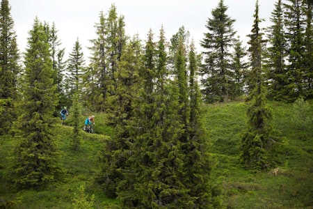 Mathias Marley og Bjørn Jarle Kvande mellom trærne på Skaraåsen. / Stisykling i Norge. Mathias Marley og Bjørn Jarle Kvande mellom trærne på Skaraåsen. / Stisykling i Norge.