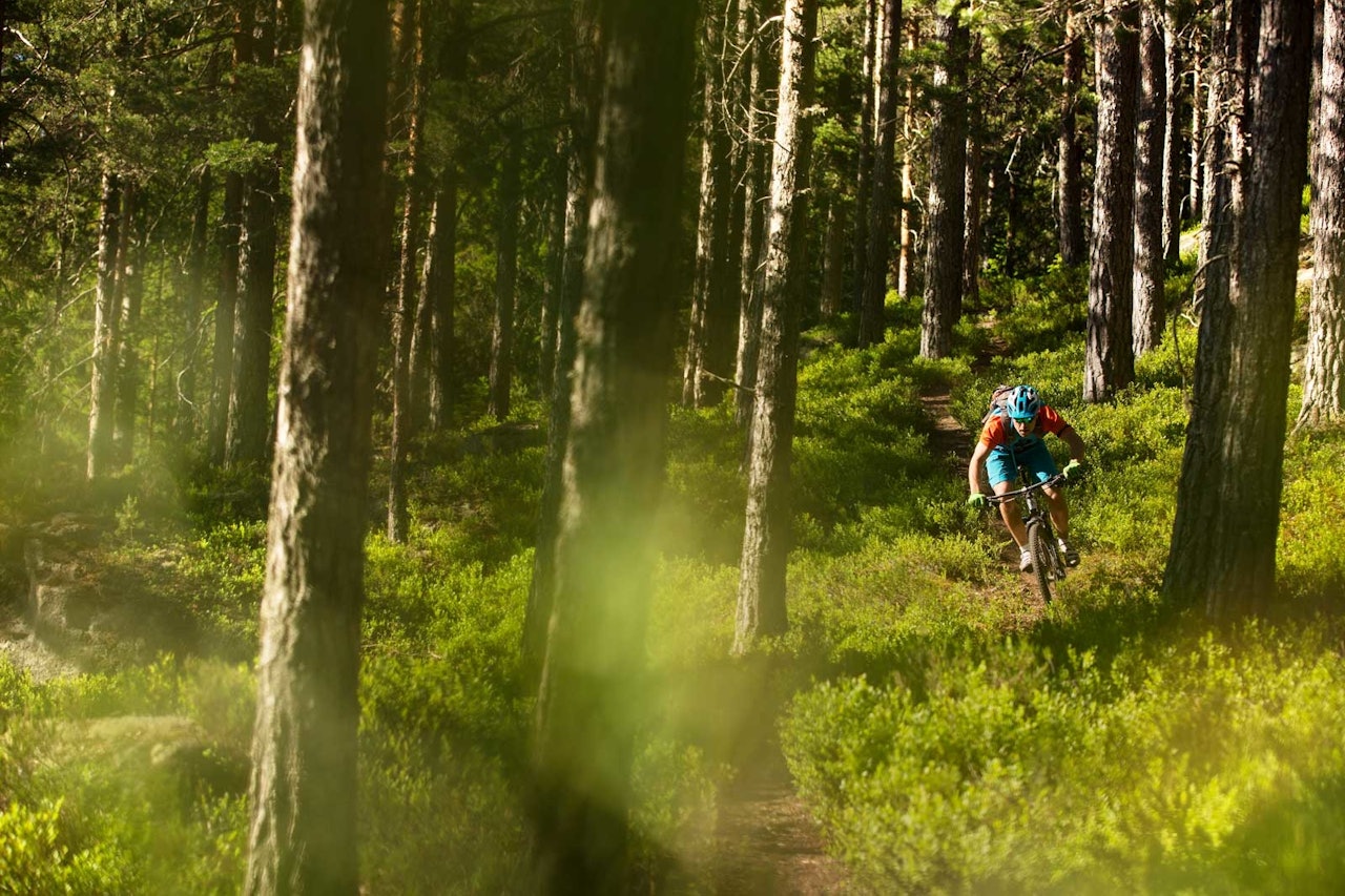 Nedkjøringen fra Brennsetra til Bevergrenda består for det meste av raske stier gjennom barskogen. Sverre Eckhoff slipper på. / Stisykling i Norge. Nedkjøringen fra Brennsetra til Bevergrenda består for det meste av raske stier gjennom barskogen. Sverre Eckhoff slipper på. / Stisykling i Norge.