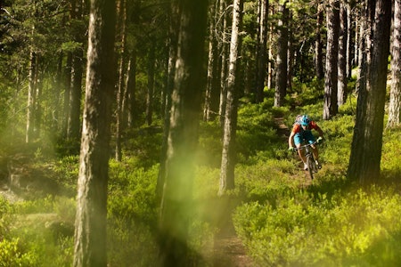 Nedkjøringen fra Brennsetra til Bevergrenda består for det meste av raske stier gjennom barskogen. Sverre Eckhoff slipper på. / Stisykling i Norge.