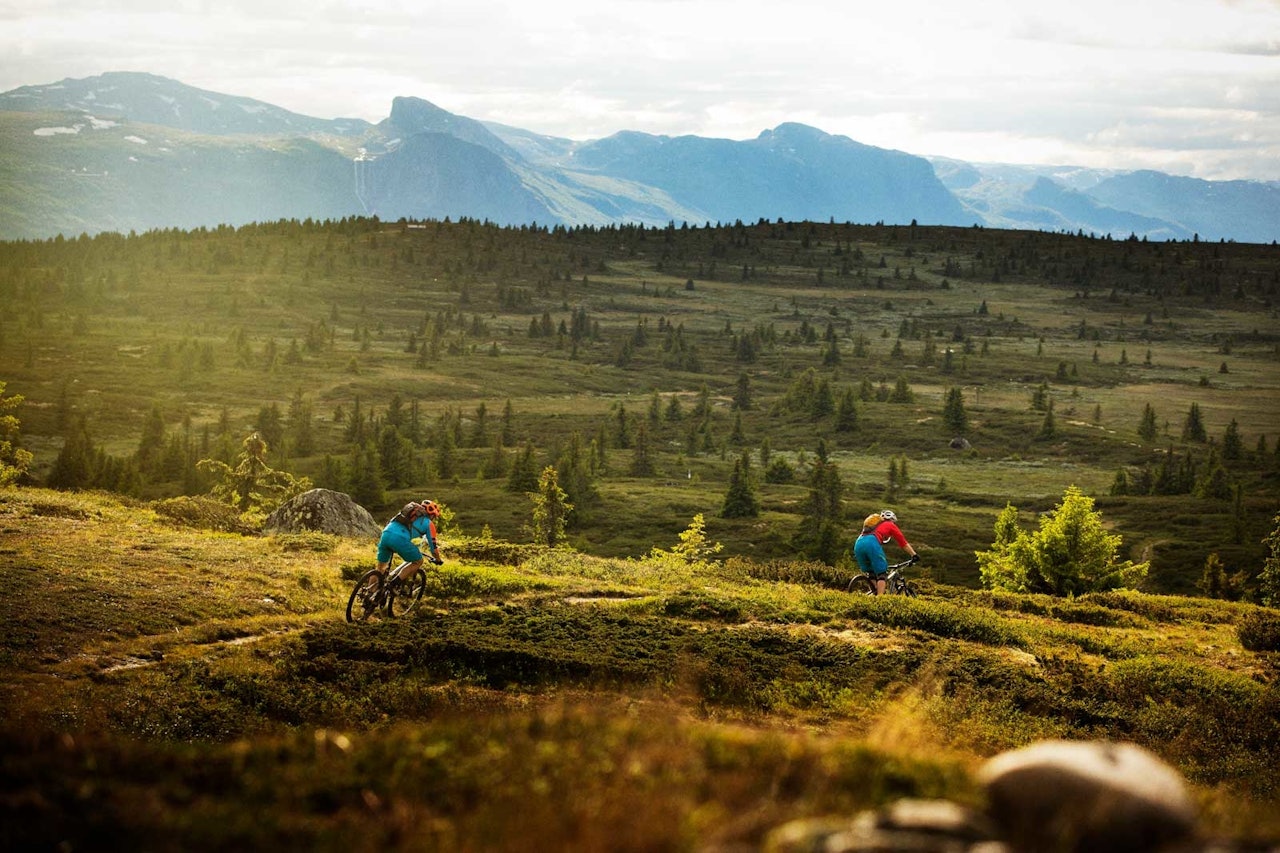 Sykler du Gullknapprunden får du fin utsikt mot Hemsedalsfjella på snaufjellet før stien går ned under tregrensa. Sverre Eckhoff og Mathias Marley får det beste fra to verdener. / Stisykling i Norge. Sykler du Gullknapprunden får du fin utsikt mot Hemsedalsfjella på snaufjellet før stien går ned under tregrensa. Sverre Eckhoff og Mathias Marley får det beste fra to verdener. / Stisykling i Norge.