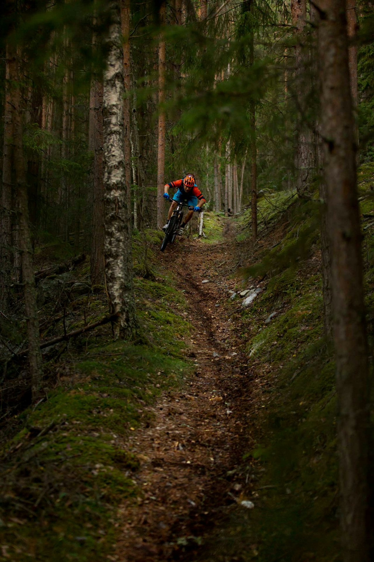 Fra Golsfjellet ned til sentrum kommer stien inn på Supergeil. Sverre Eckhoff setter opp Super-G -svinger. / Stisykling i Norge Fra Golsfjellet ned til sentrum kommer stien inn på Supergeil. Sverre Eckhoff setter opp Super-G -svinger. / Stisykling i Norge