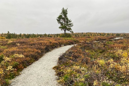 EN NY, RASK, GRUSSTI: Den nye grusstien på Hemsedalsfjellet i all sin prakt. Foto: Erik Arentz-Hansen. fanitullrunden på gravel