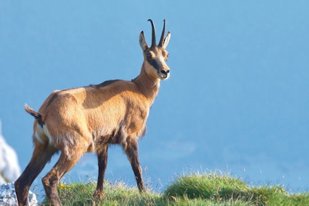 ALLE PUTERS MOR: Gemsen. Latin: Rupicapra rupicapra. Fransk: Chamois Gemse