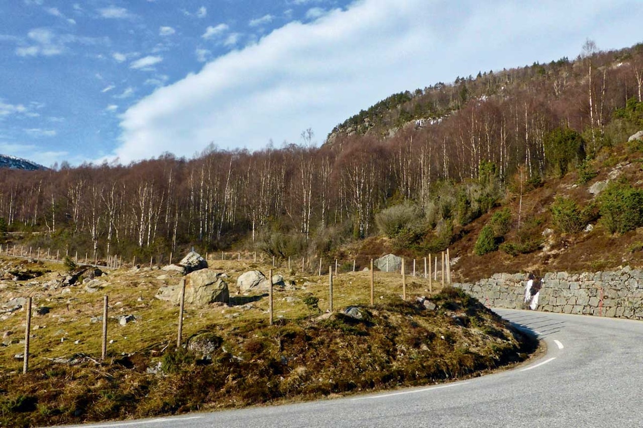 Første serpentiner svinger elegant gjennom beitelandskap. motbakkesykling motbakke bakkesykling landevei cycling Norge 71 bakker du må sykle i Norge fri flyt procycling gruppetto strava segment Giljastølen Gjesdal