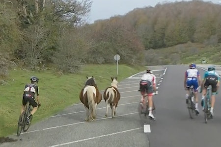 NESTEN-KRÆSJ: En flokk hester holdt på å gjøre det helt store i dagens etappe av Vuelta a Espana.  hester vuelta a espana