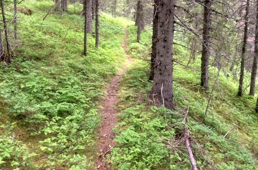RUNDBANELØYPA i Offroad Mosjøen har bra med singletrack. Foto: Arrangøren Mosjøen Singletrack - Arrangøren 1400x924