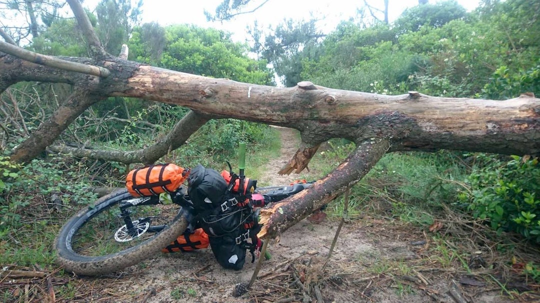 Downed tree trail - Gässler 1400x788