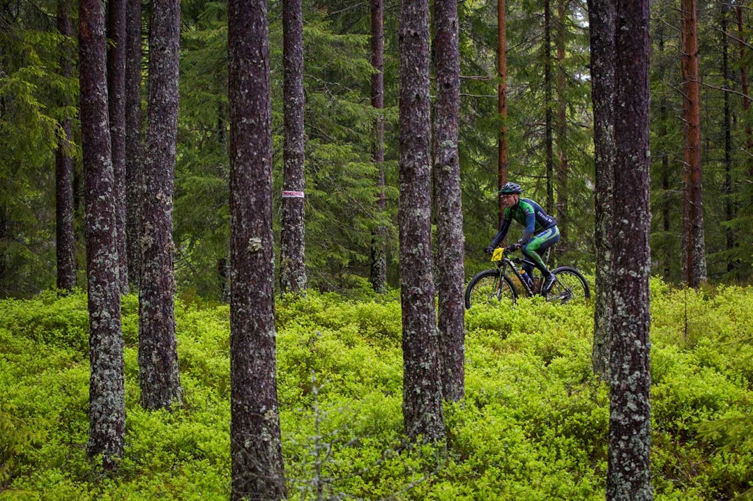 TRÆR: .. og atter trær. TSR2015-6564a