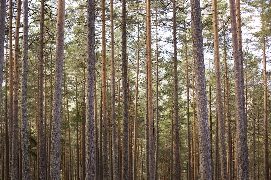 THIS IS NESBYEN: De som har vært i Nesbyen å syklet vil kjenne igjen disse endeløse skogene. _IPP6532