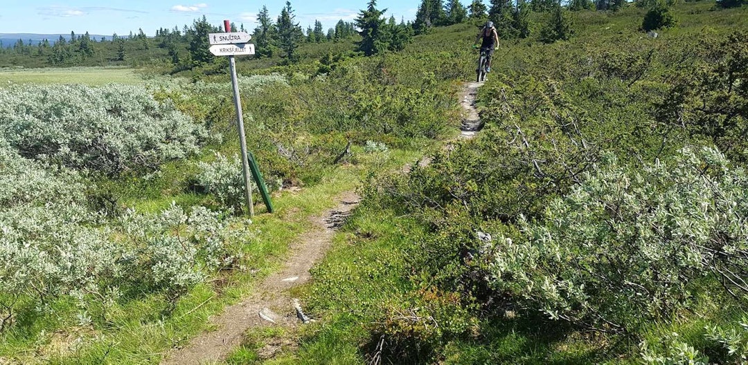 Flytstier i fjellet er på programmet for UltraBirken 2018. Foto: Bjørn Ballangrud UB 2018 - sol snultra - Bjørn Ballangrud 1400x688
