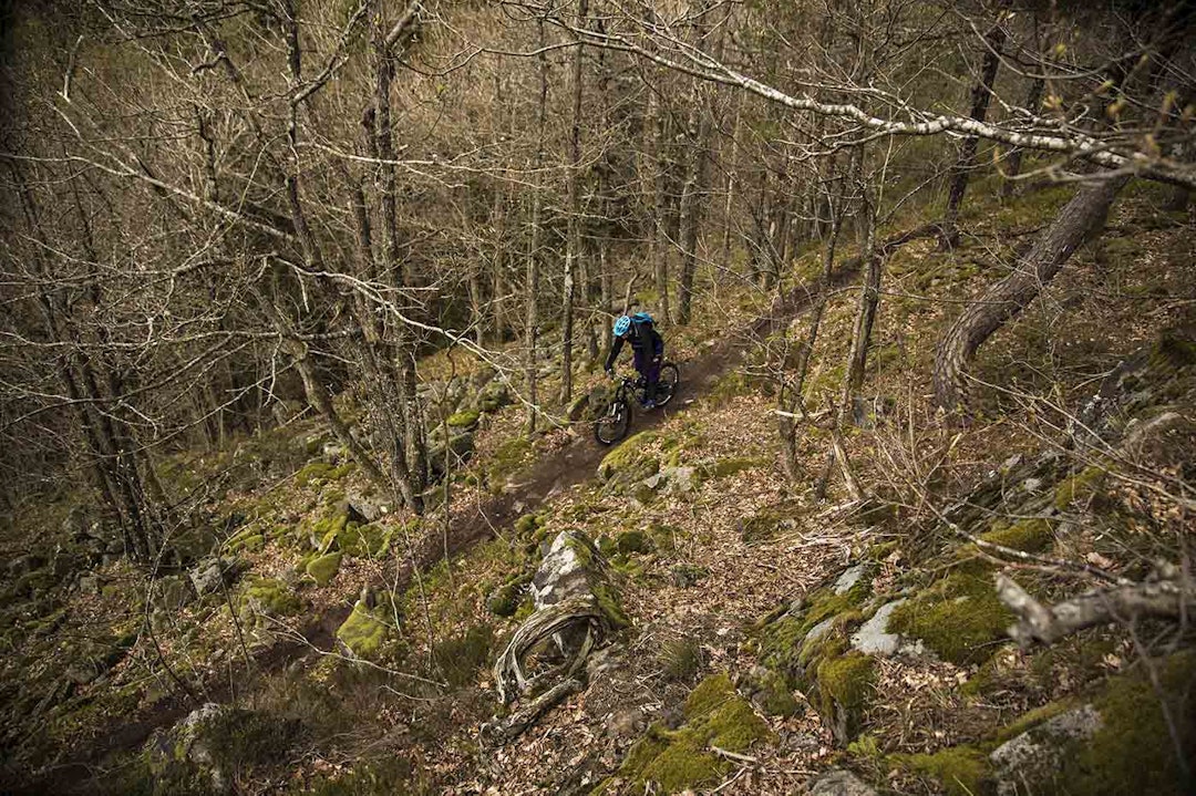 NEDTUREN: Flere fine flytstier i skogen. IMG_4620 copy