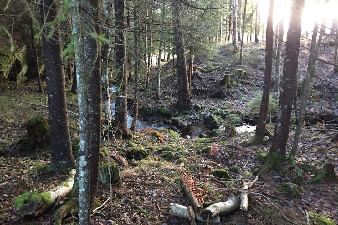 Nøtterøy - Trond Dyrnes Trails 1 - Trond Dyrnes 1400x933