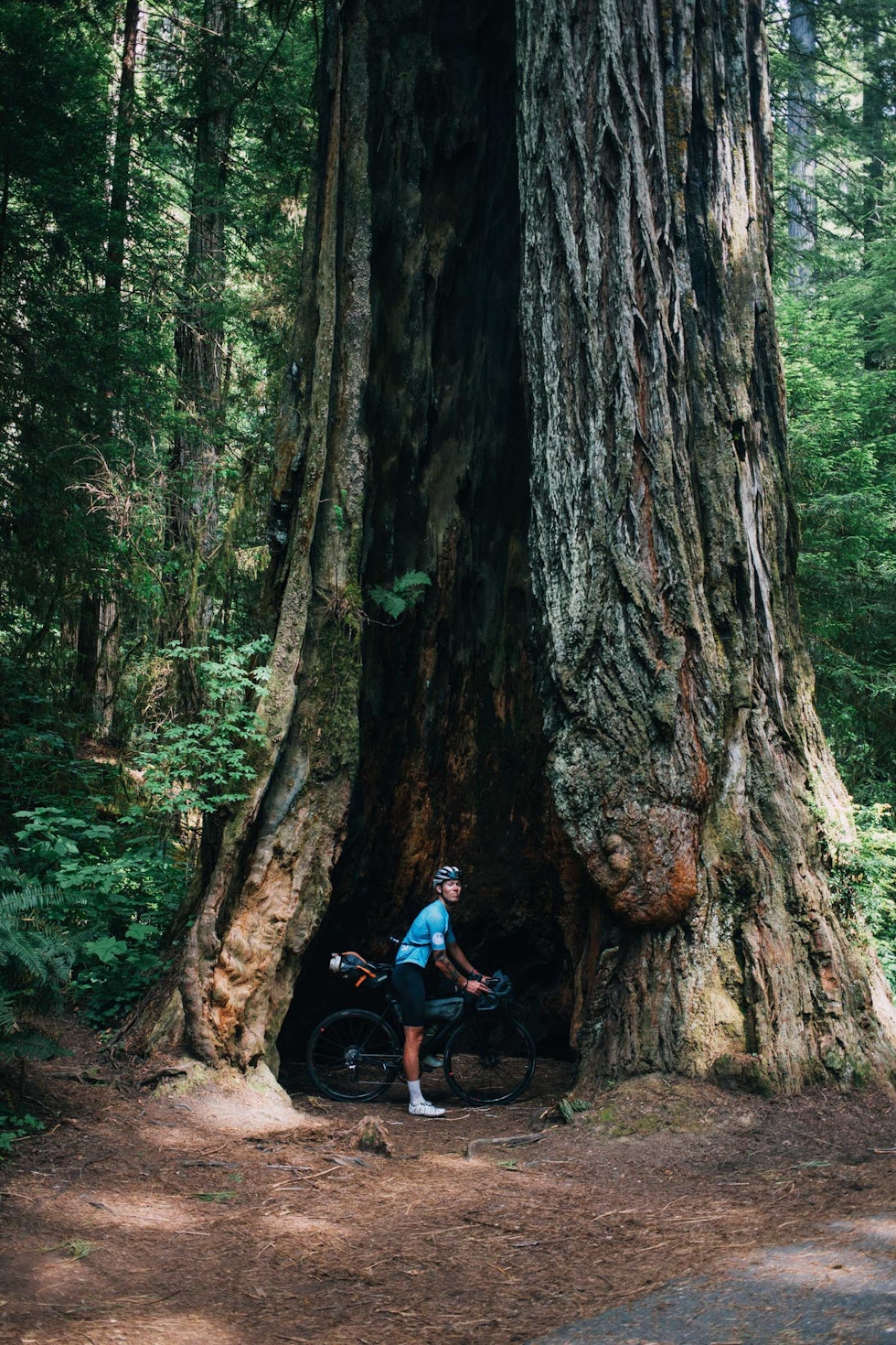 Kjempetre: Christian var i ekstase over den digre redwooden i Praire Creek Redwoods State Park i California. Han fant en megakongle han tok med hjem til familien. Highway-1-California-på-sykkel-4