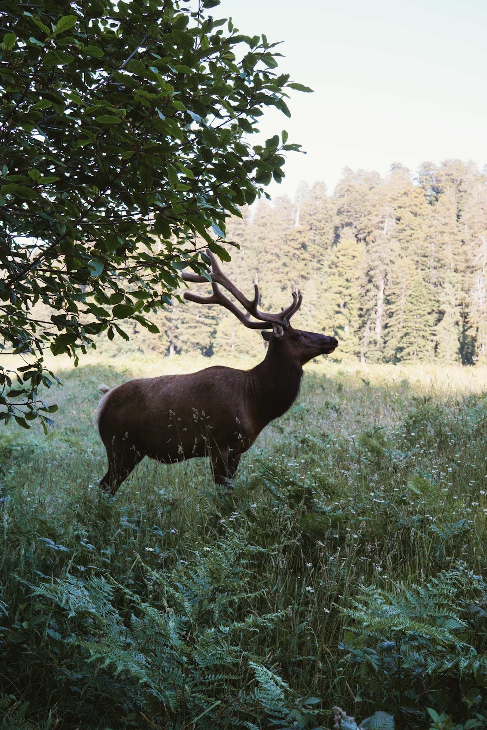 KOMPIS: På Elk Praire Campground er «elken», en blanding av elg og hjort, delvis tamme. Denne karen holdt oss med selskap. Highway-1-California-på-sykkel-7