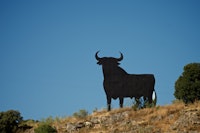 EL TORO: Fulgte oss med vaktsomt blikk fra enhver knaus rundt om på den spanske landsbygda.