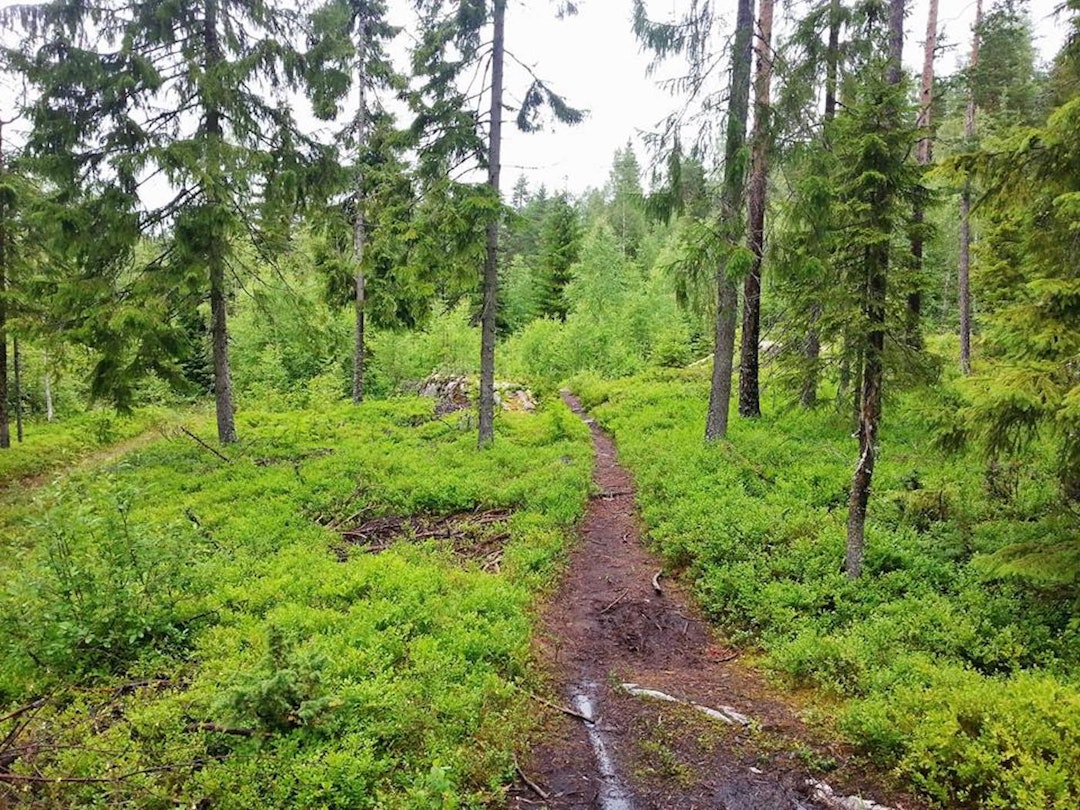Stomperudrittet er kjent for mye terreng, og med årets utbedringer blir det enda mindre grus. Foto: Arrangøren Stomperudrittet - løype - Arrangøren 1400x1050