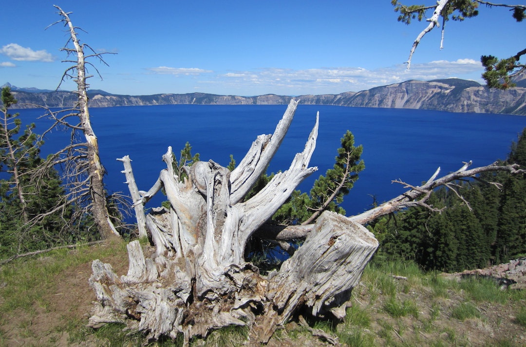 CRATER LAKE: Et vulkansk krater med en asfaltert vei rundt det hele. Foto: Kent Murdoch Dead stump