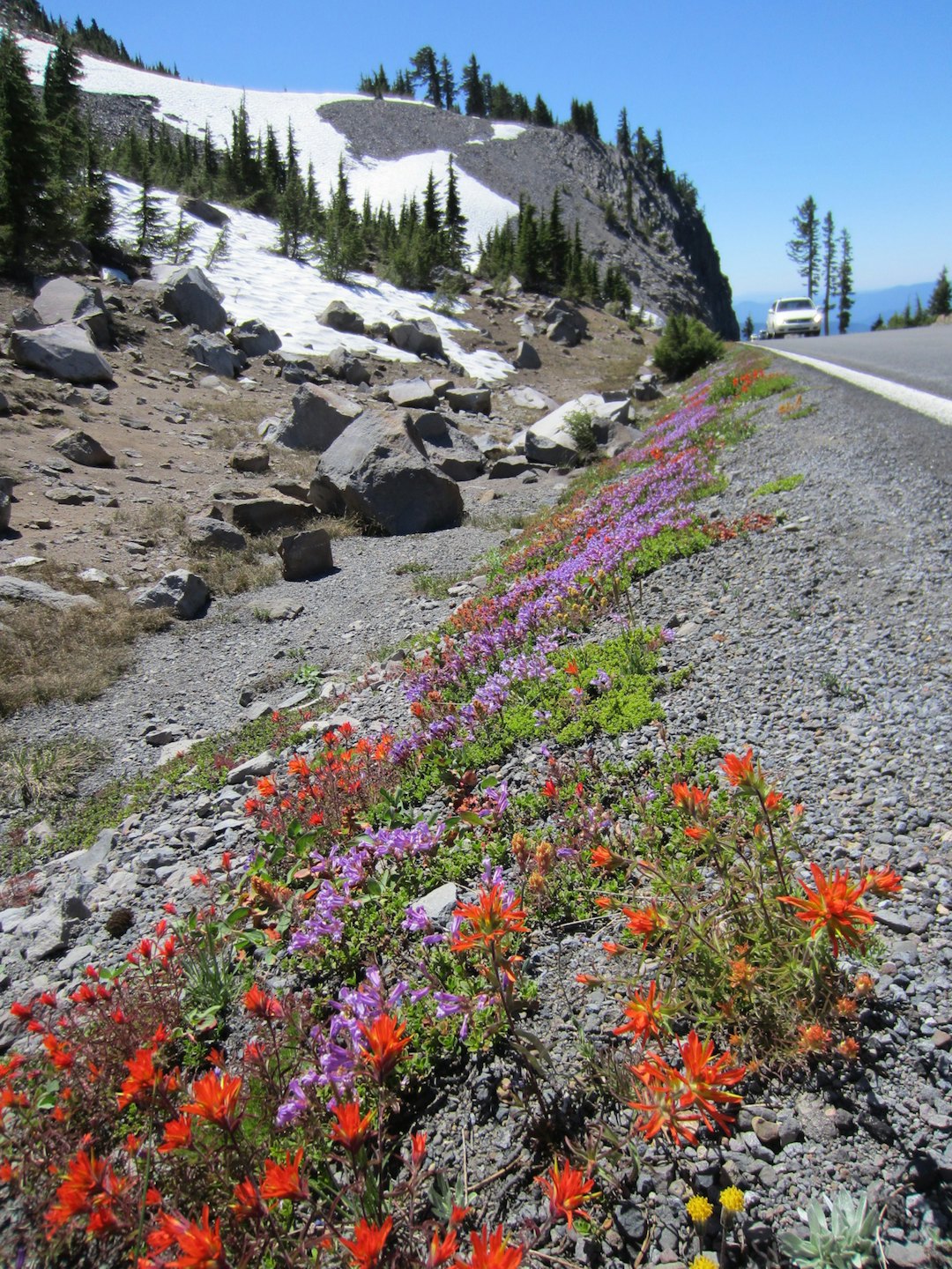 VAKKERT: Ville blomster, snø og strålende sol. Foto: Kent Murdoch enchantments 097