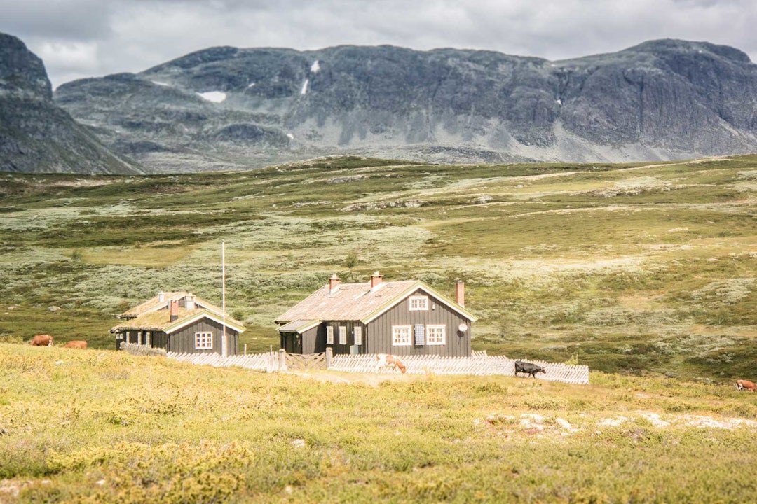 ET KRØTTERLIV: Buskap på beite ser du overalt på vei over fjellet. ET KRØTTERLIV: Buskap på beite ser du overalt på vei over fjellet.