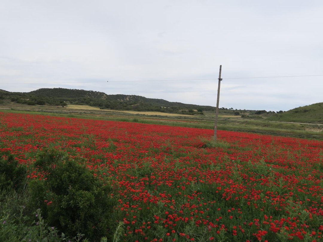 SPANIAS FARGER: De røde valmuene og jordene. SPANIAS FARGER: De røde valmuene og jordene.