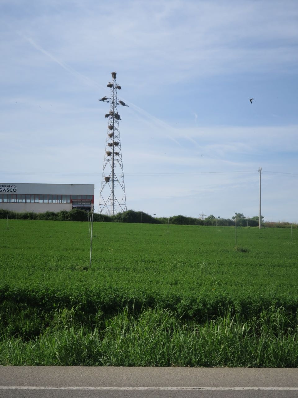 STORK-BLOKK: Aragons storker bor i kommunale bolig-tårn. STORK-BLOKK: Aragons storker bor i kommunale bolig-tårn.
