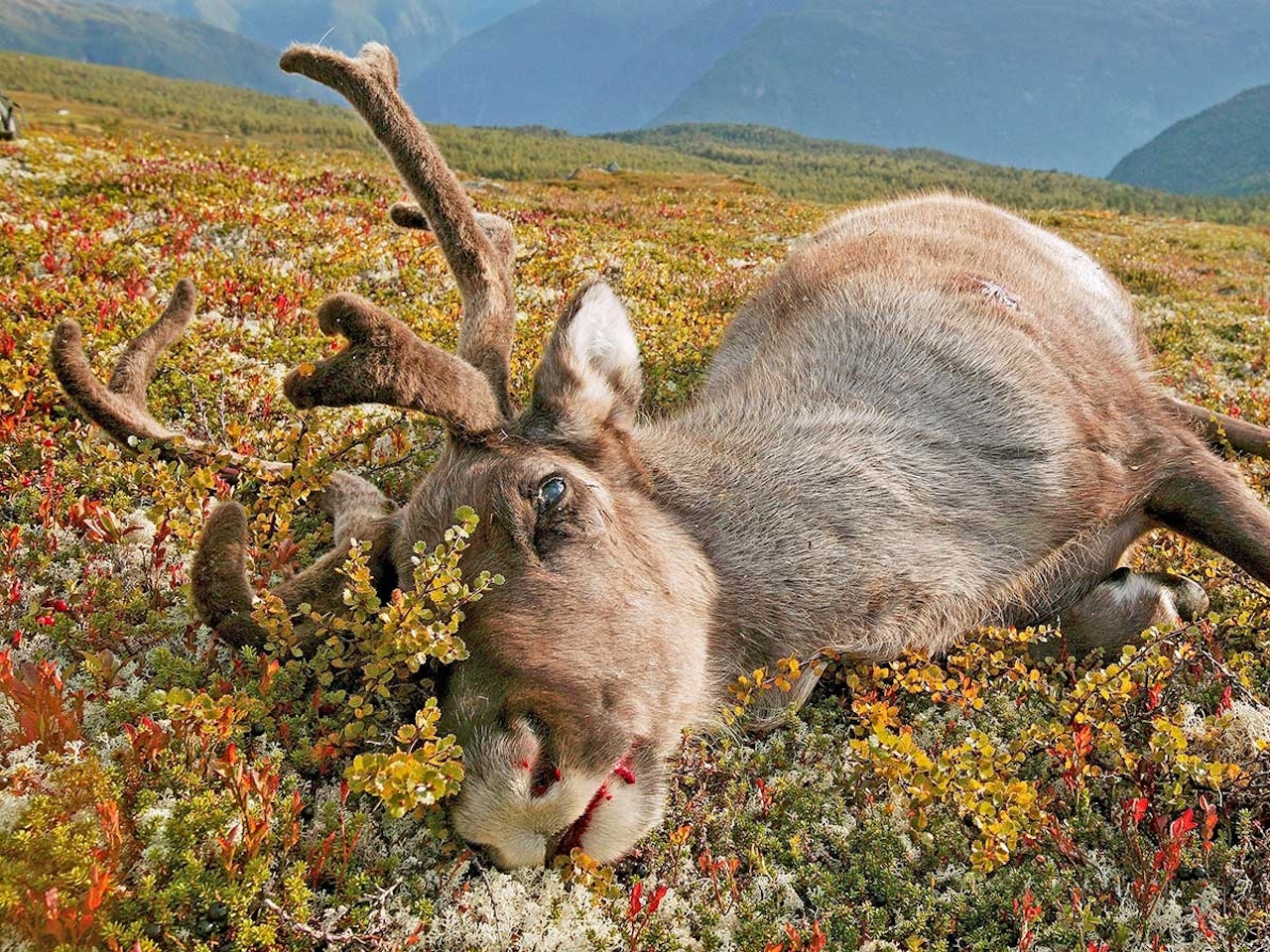 Det ser ut til at Mattilsynet og Miljødirektoratet ikke kommer til å anbefale utryddelse av villreinen på Hardangervidda. Villrein skrantsjuke skrantesyke CWD