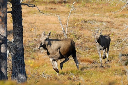 Kjenn din begrensning: Når elgen kommer i fullt firsprang på post, kan den være vanskelig å stoppe. (Foto: Nils-Olav Talgøy) Post, oppførsel på jakt, elgjakt