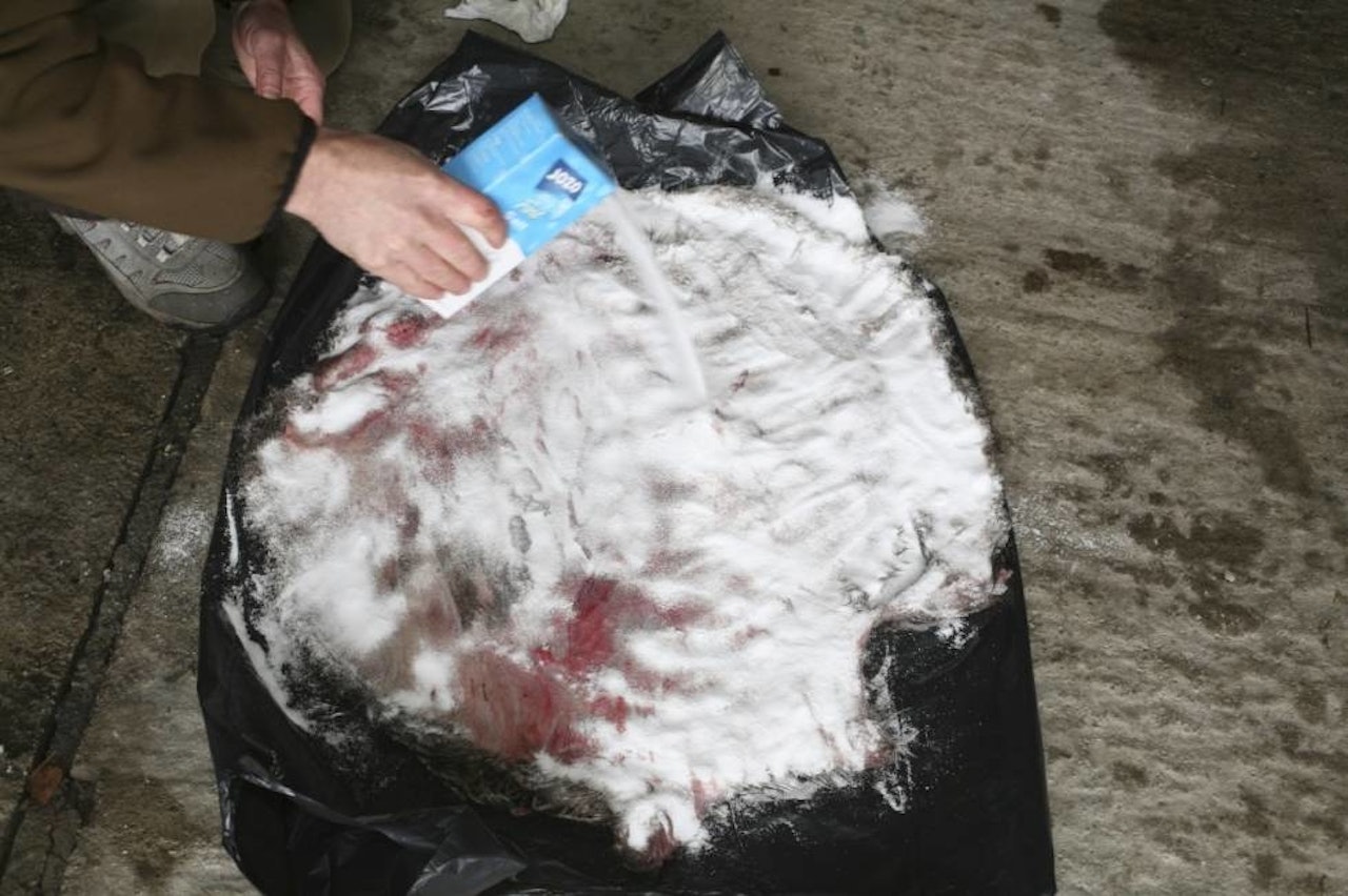 Flåing av bever er mer arbeidsomt enn for eksempel hjortevilt. Les mer i vår guide til hvordan du flår en bever. flå bever beverskinn