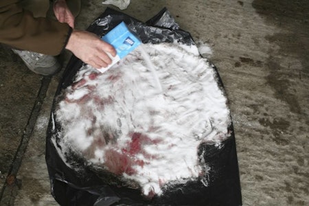 Flåing av bever er mer arbeidsomt enn for eksempel hjortevilt. Les mer i vår guide til hvordan du flår en bever. flå bever beverskinn