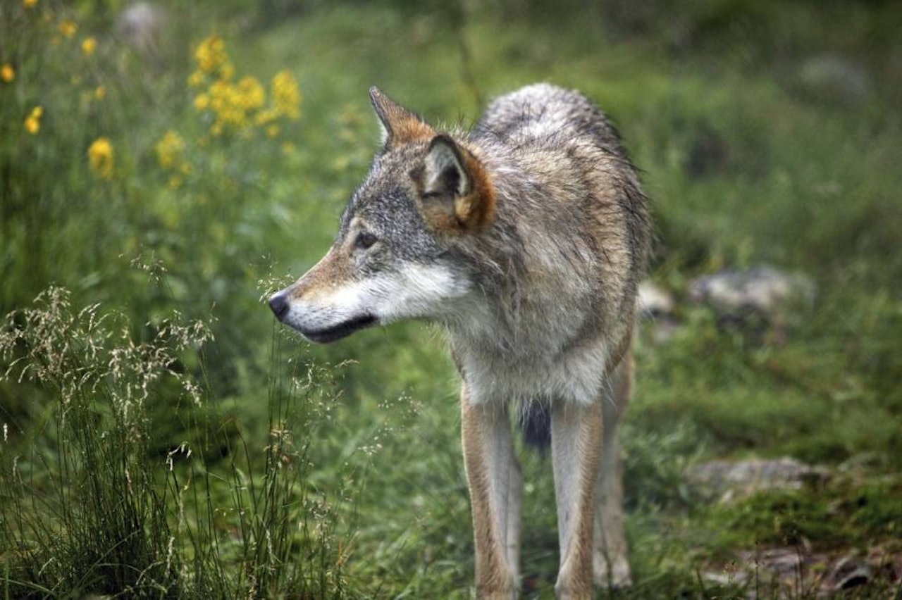 Solidarisk: Forfatteren av leserinnlegget maner til solidaritet med jegerne som må leve med ulv i sine jaktområder. Ill.foto: Åsgeir Størdal (kontrollerte forhold).
